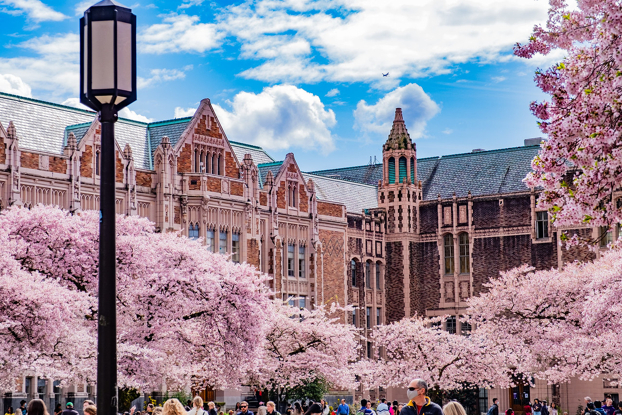 Cherry Trees in the Quad